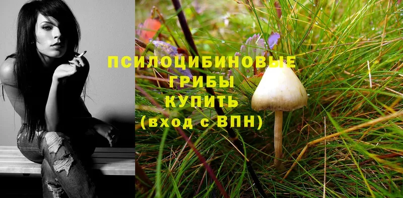 купить наркоту  Воткинск  гидра ссылки  Псилоцибиновые грибы Psilocybine cubensis 